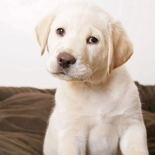 Puppy, Labrador Retriever