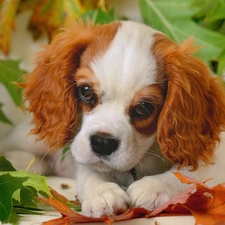 Leaf, color, small, doggie
