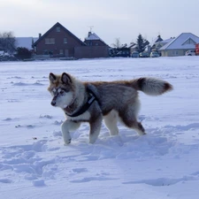snow, Husky