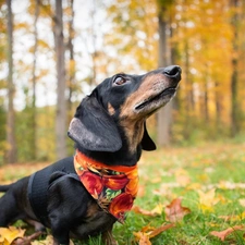 trees, forest, dachshund, viewes, dog