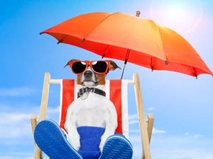 Umbrella, hammock chair, dog, Beaches