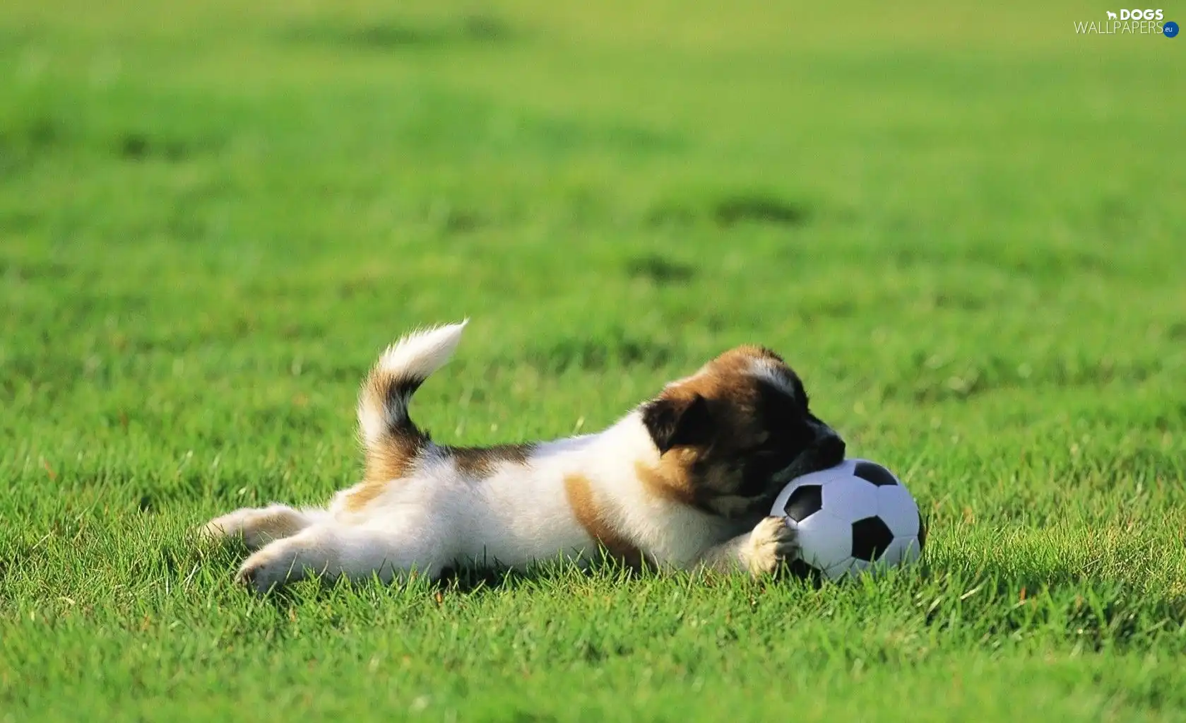 Ball, dog