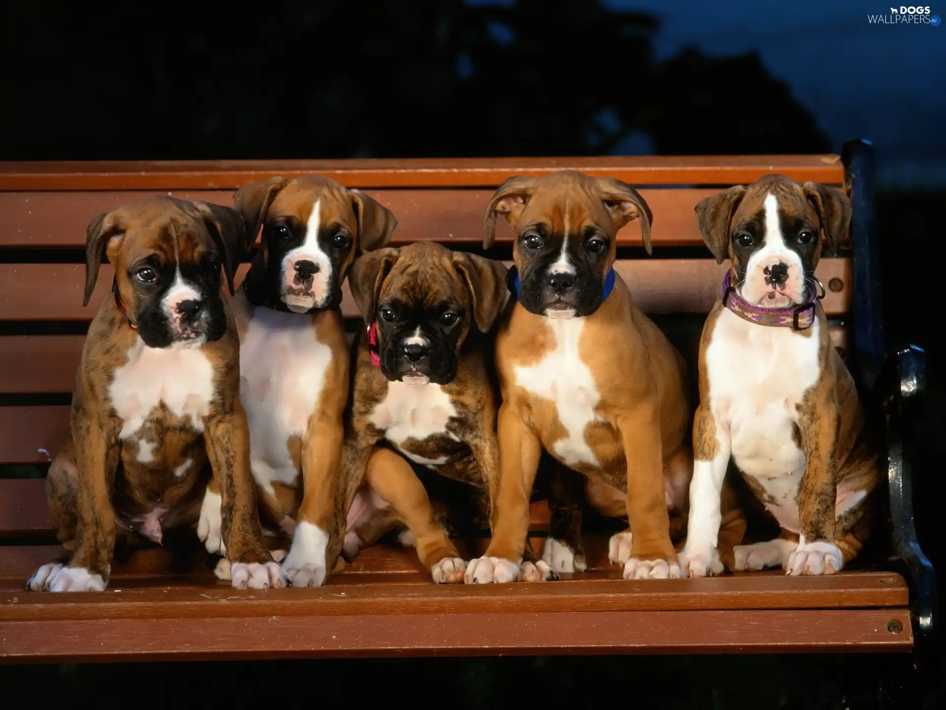 Bench, boxers, five, puppies