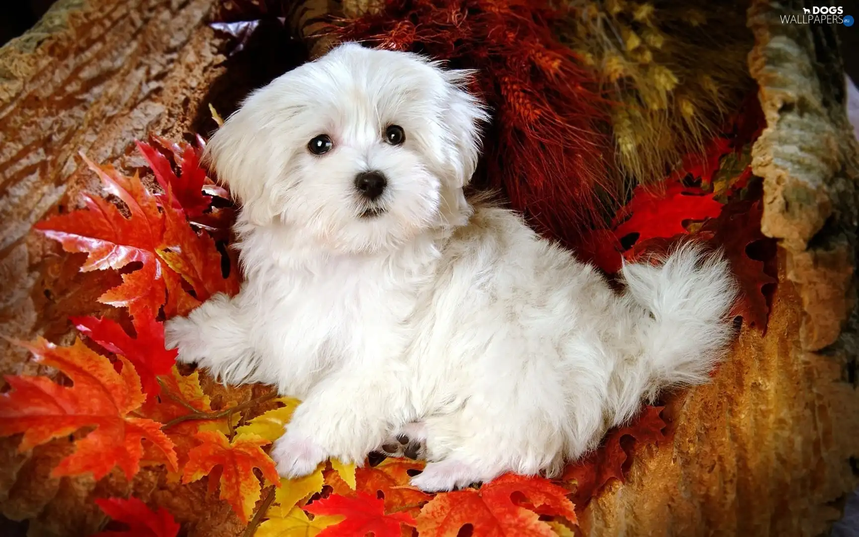 Leaf, Bichon frise - Dogs wallpapers: 1728x1080
