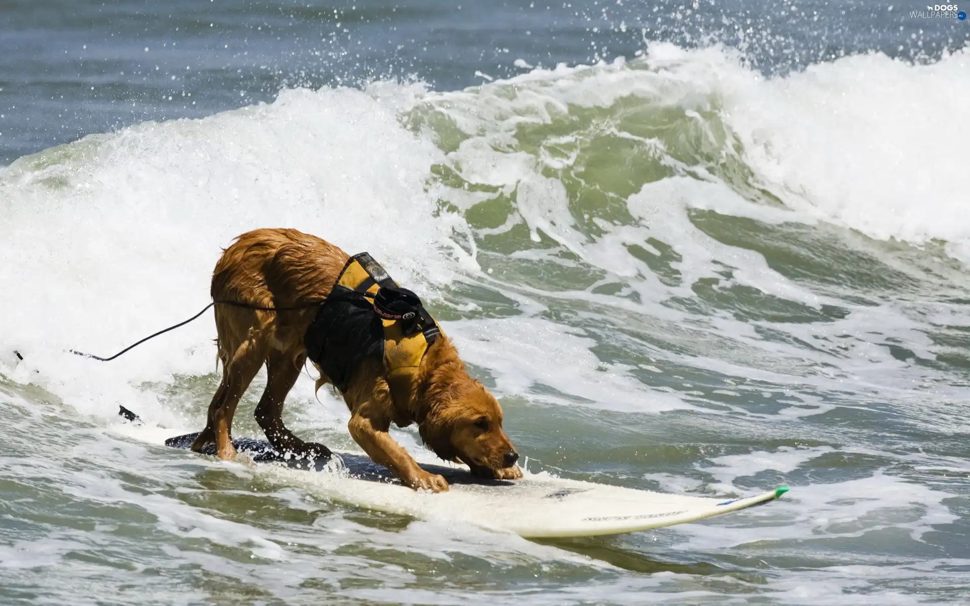 board, Waves, dog, surf, rescuer
