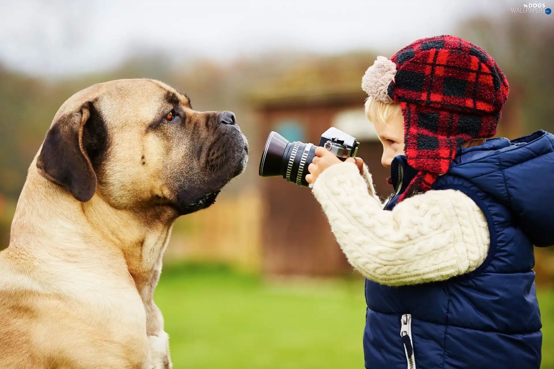 dog, Camera, boy