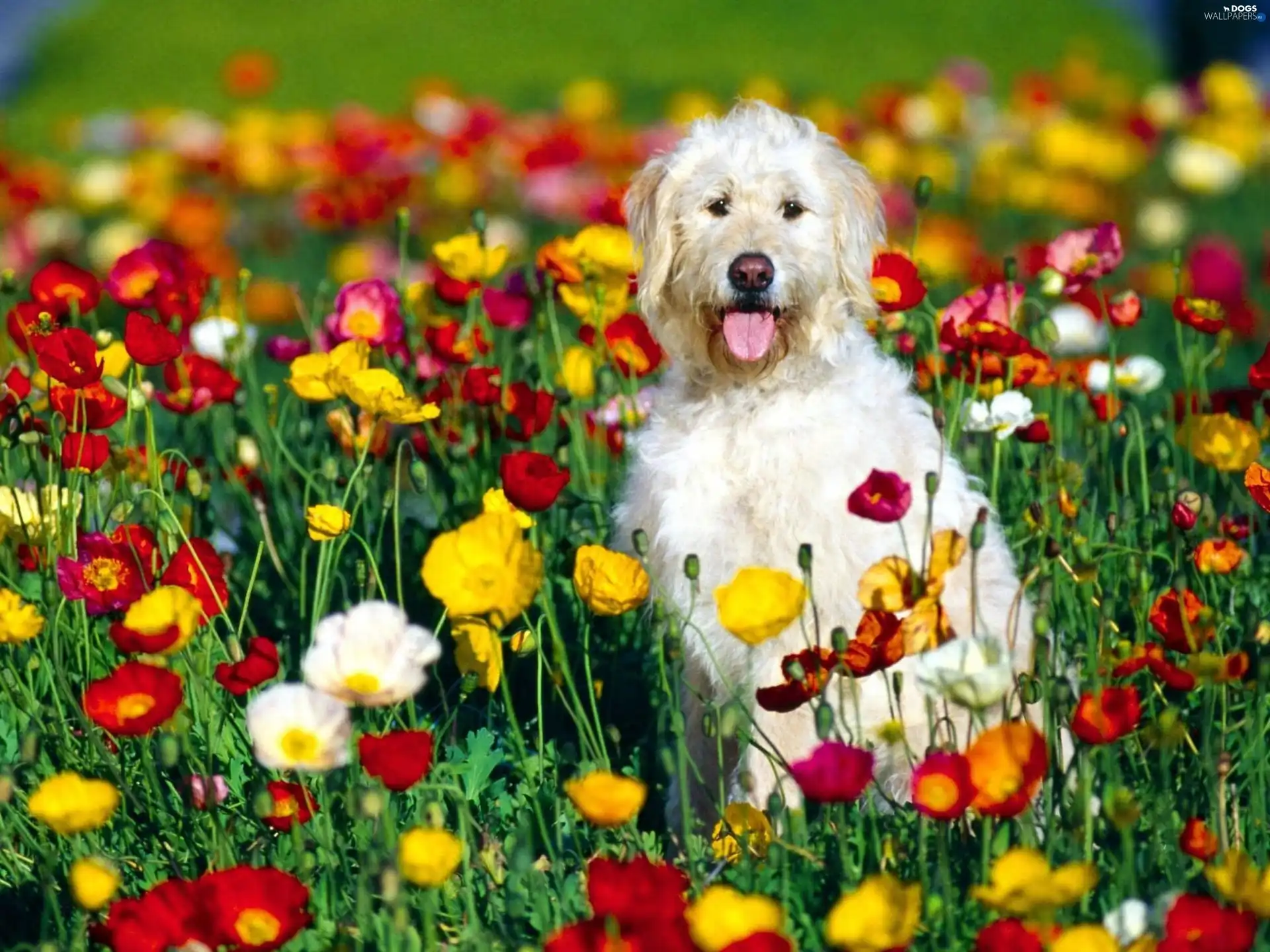 color, Flowers, Irish Wolfhound