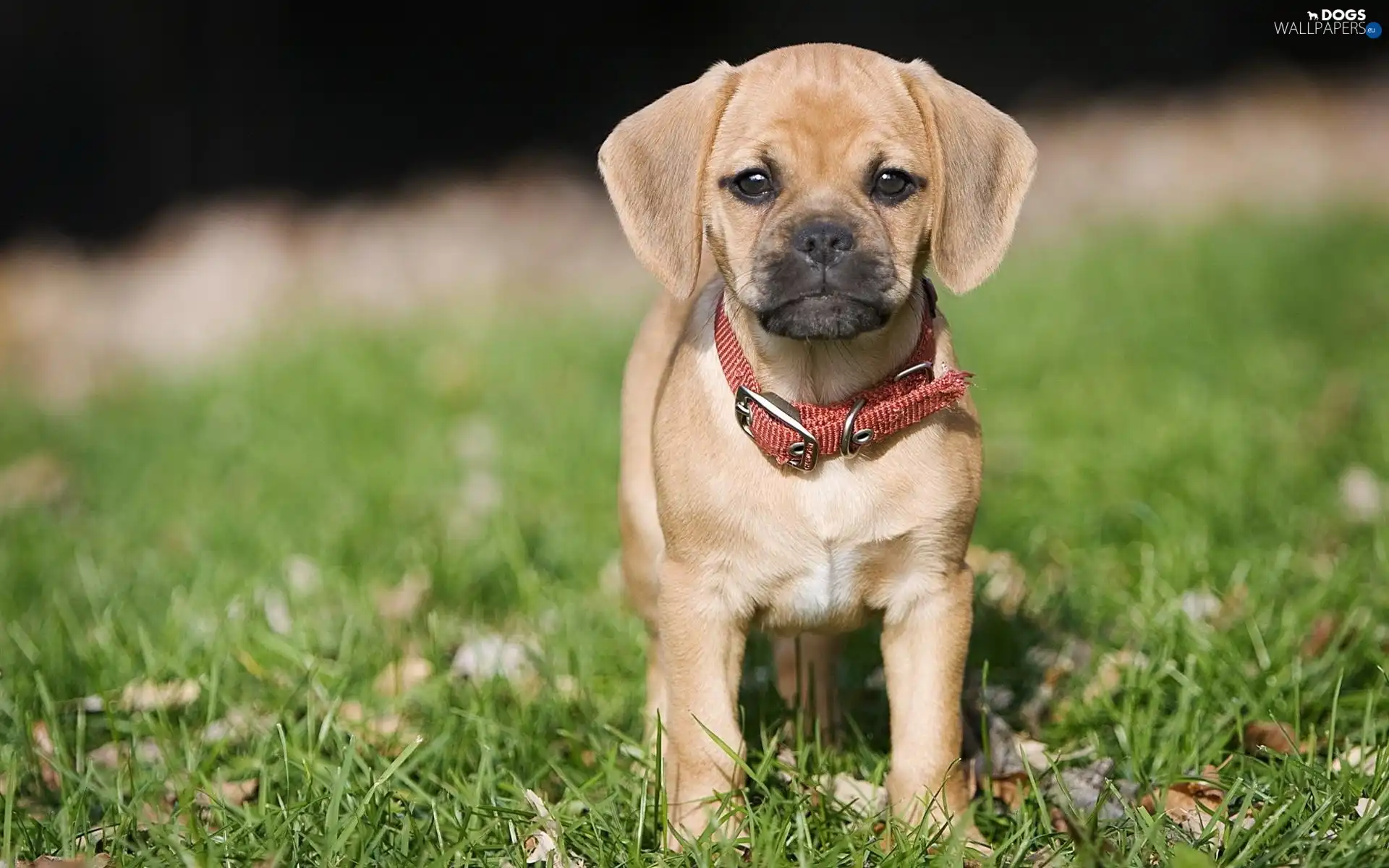 dog-collar, grass, Puppy
