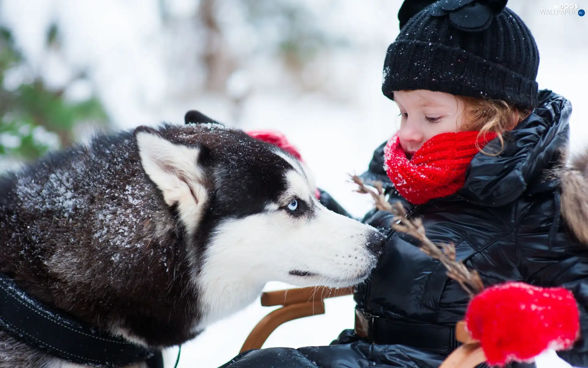 dog, twig, Kid, Siberian Husky, winter