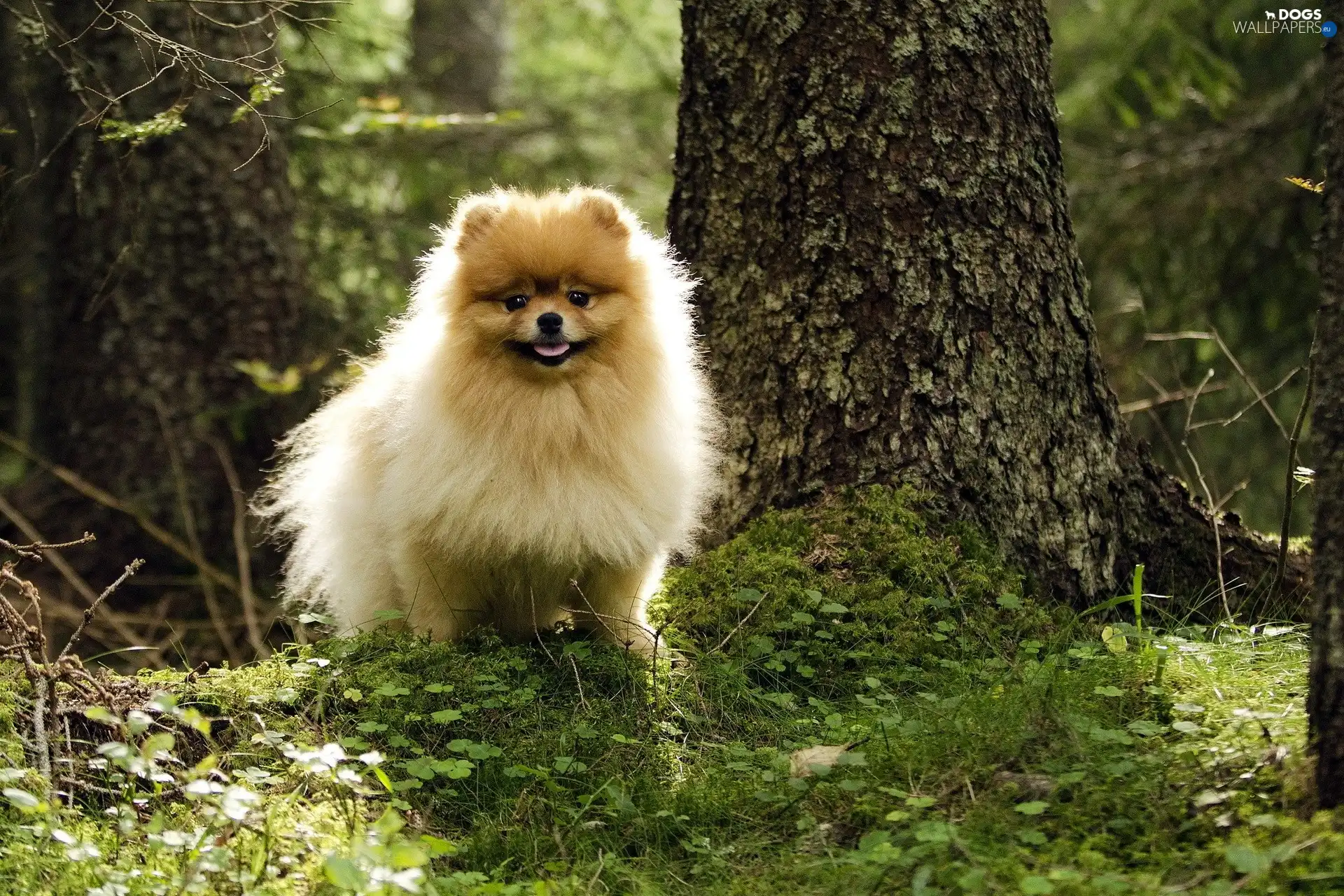 doggy, Pomeranian, hairy - Dogs wallpapers: 1920x1280
