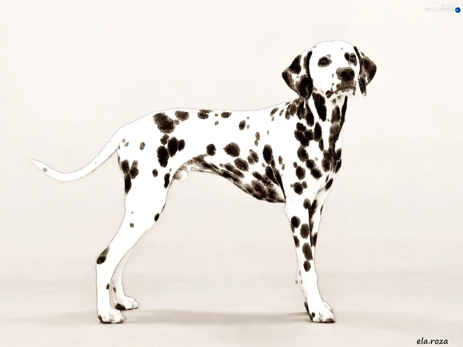 Drawing, Dalmatian Dogs wallpapers 1600x1200