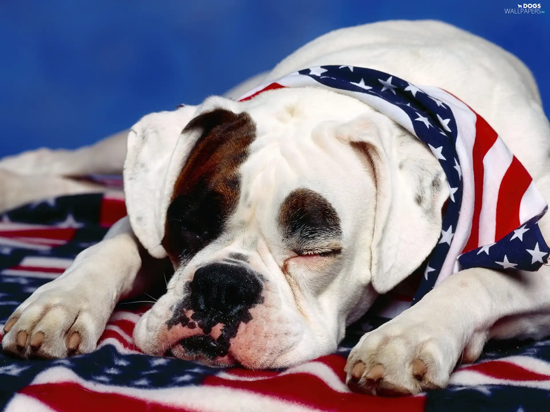 Buldog, flag, dog