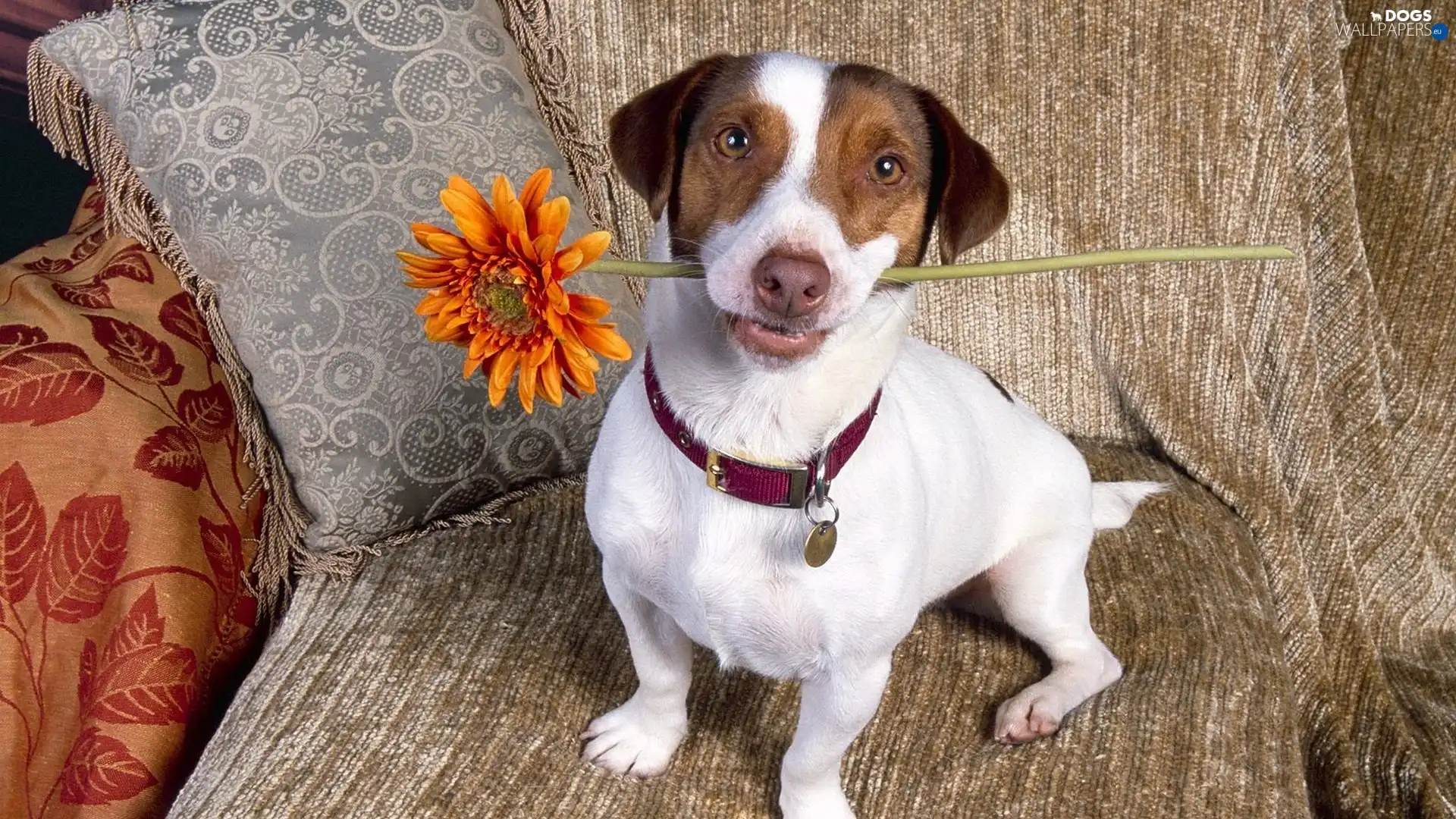 Flower, Jack Russell Terrier