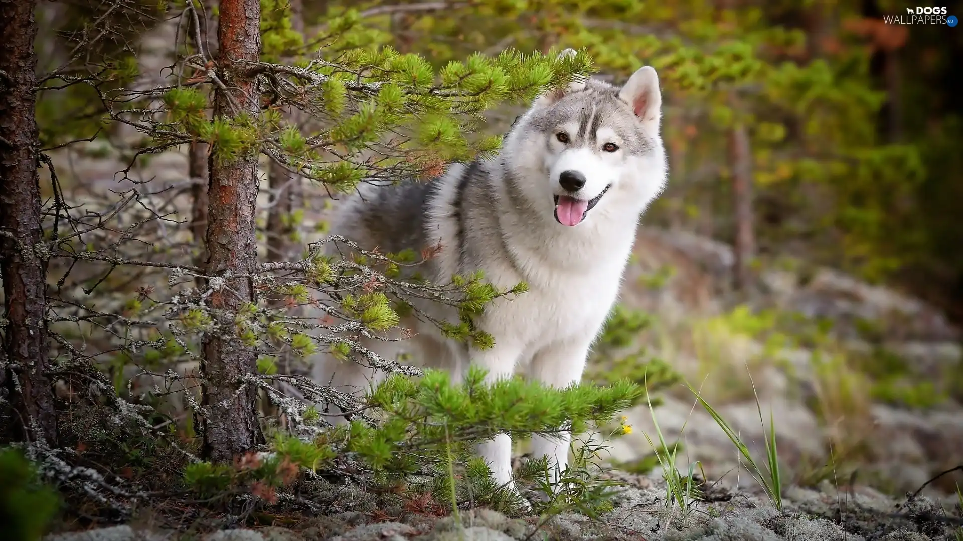 doggy, forest, happy
