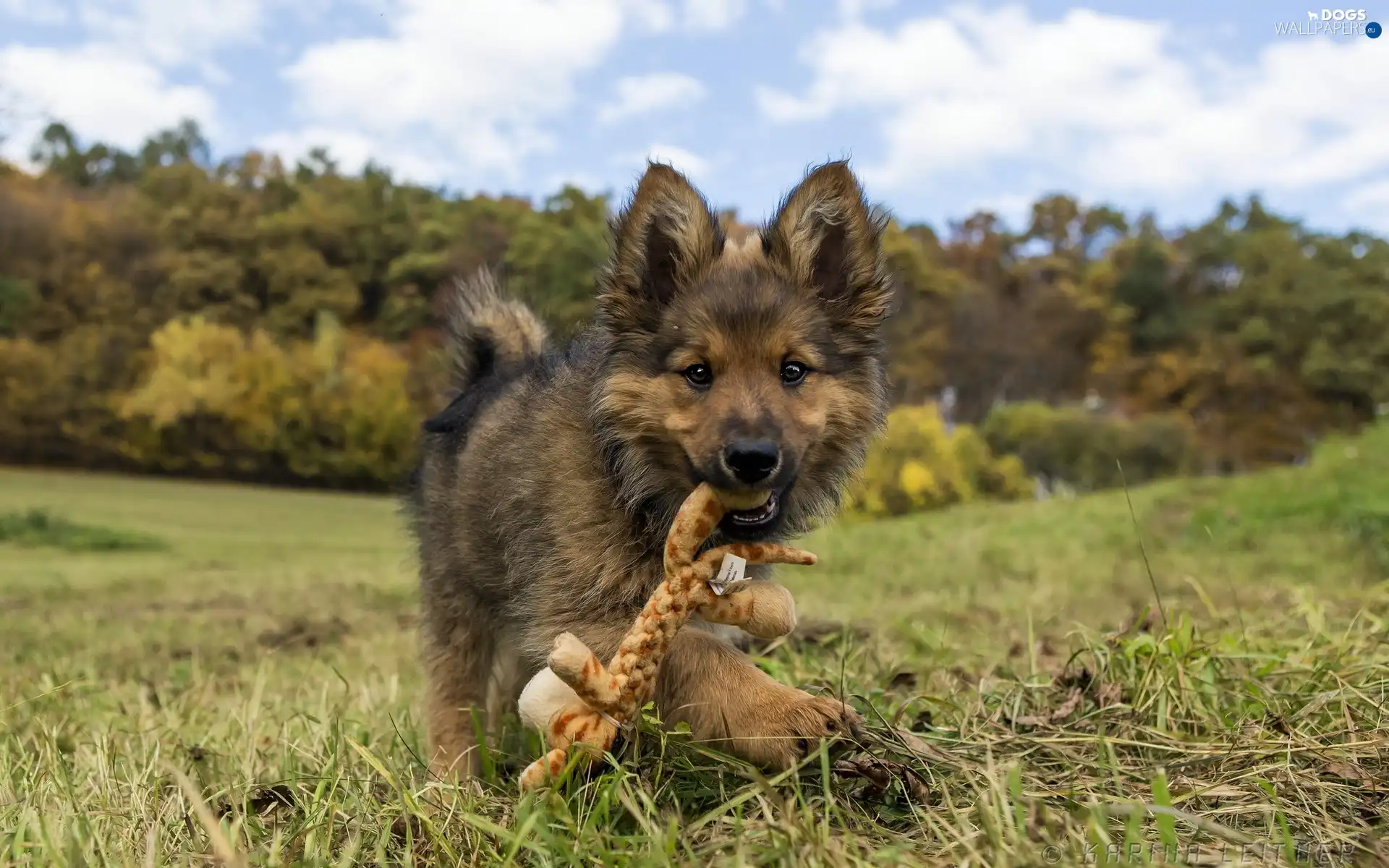 forest, Meadow, puppie, play