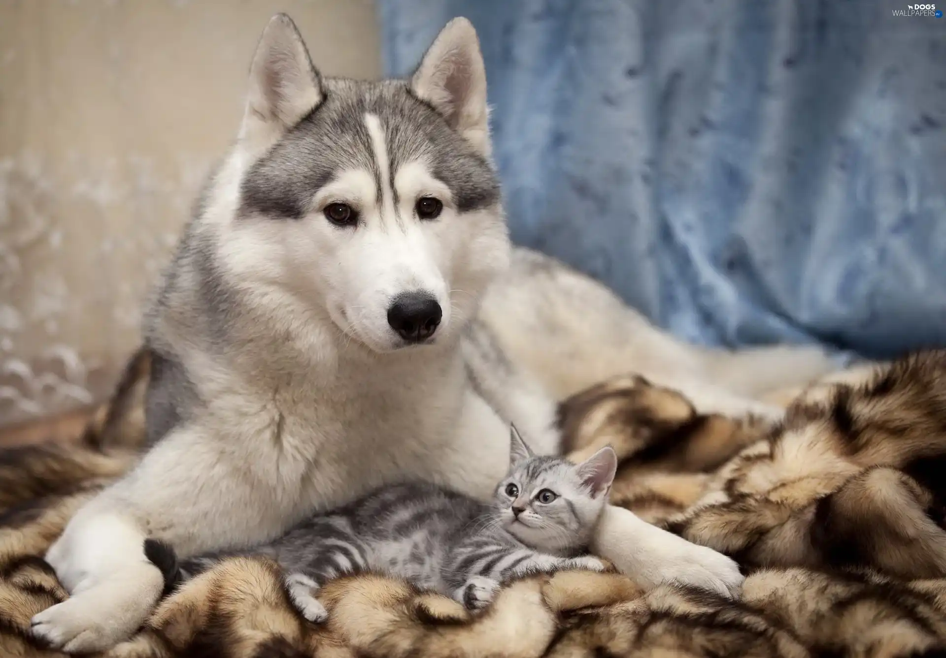 Fur, Siberian Husky, cat