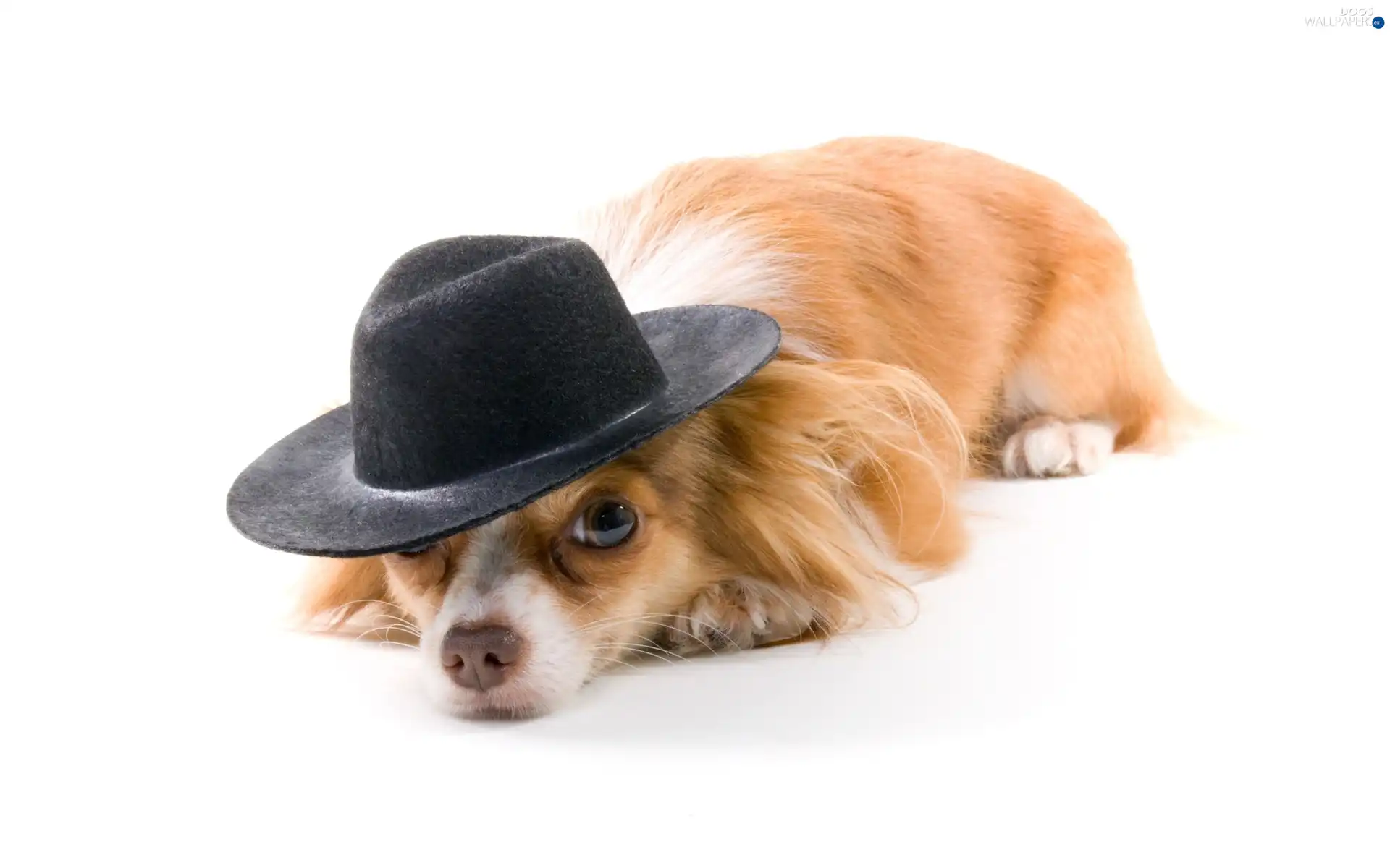 Hat, dog - Dogs wallpapers: 2560x1600