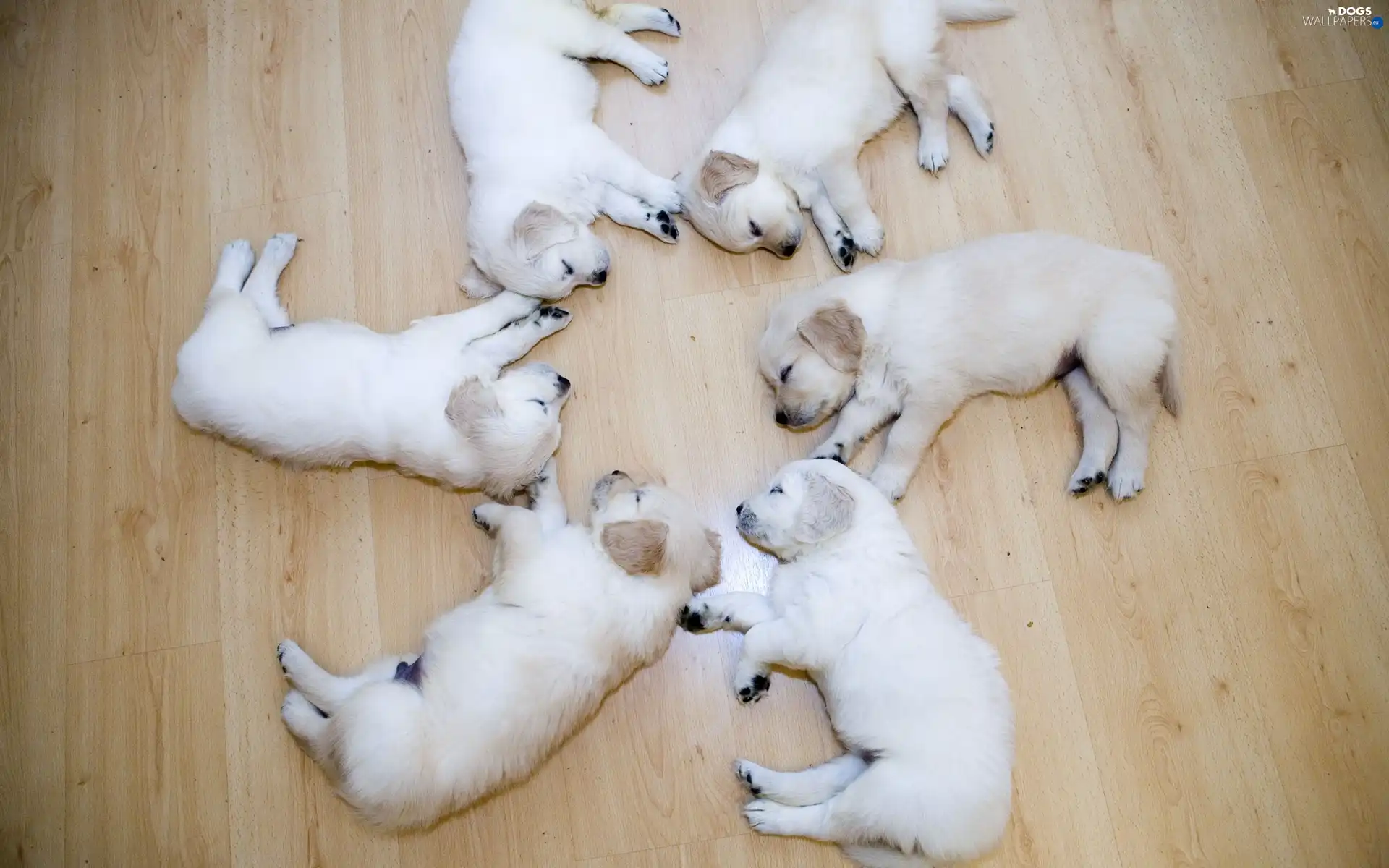 Labradors, Sleeping, puppies, floor