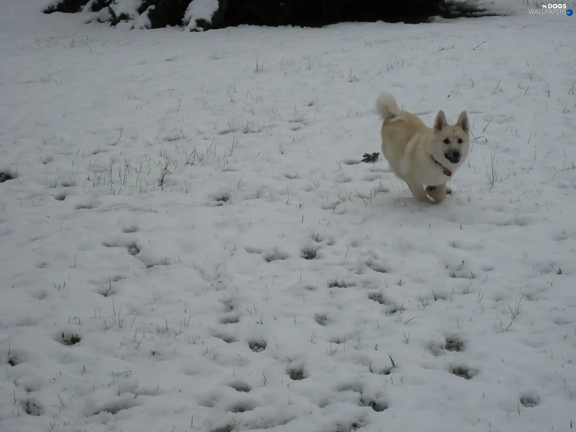 snow, Norsk Buhund