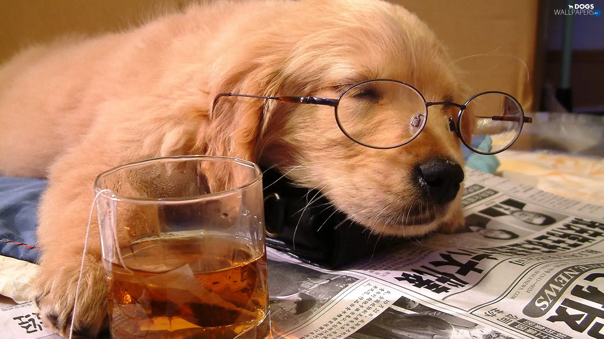 Glasses, Paper, dog