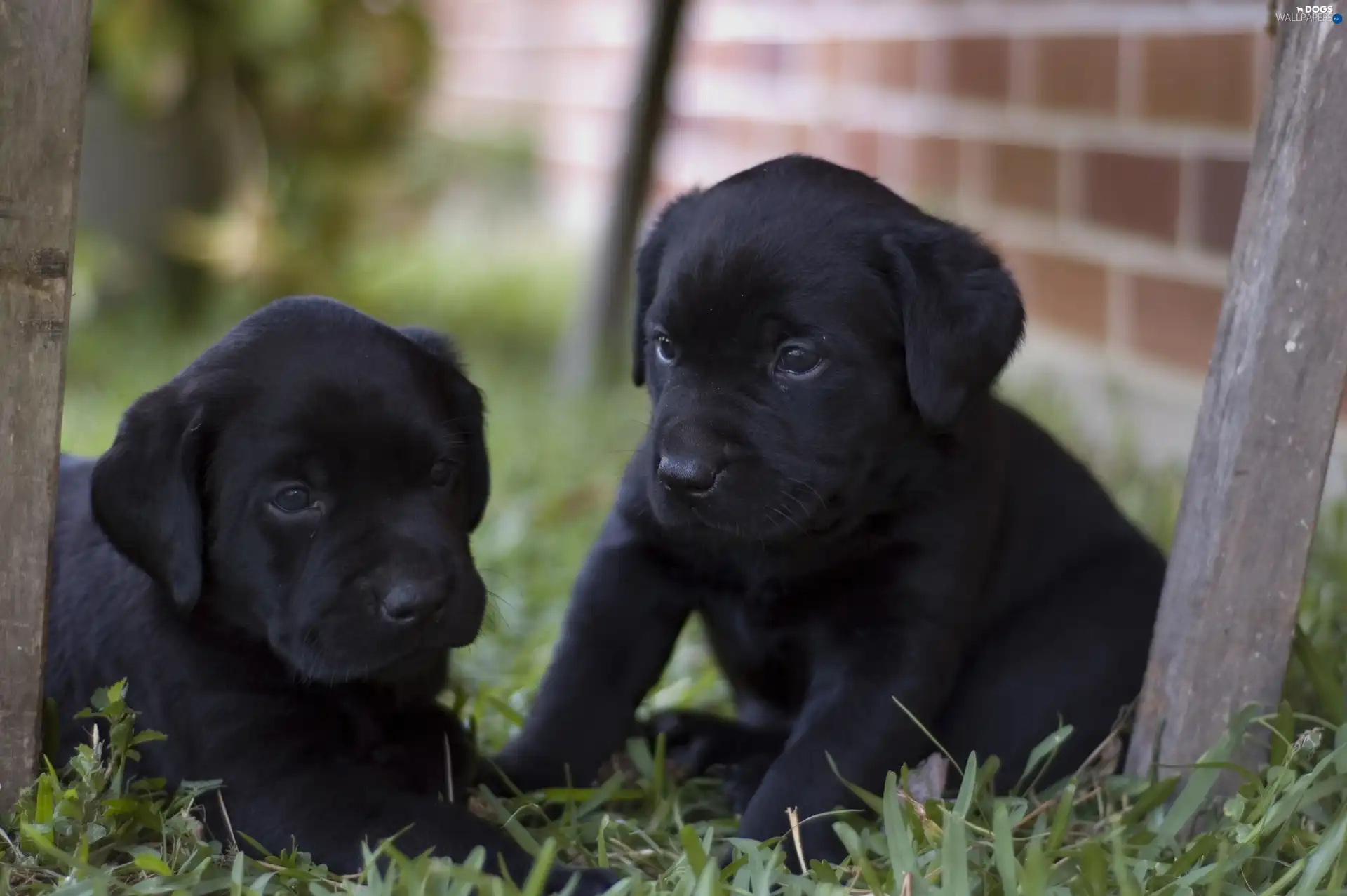puppies, Black, Two cars, little doggies