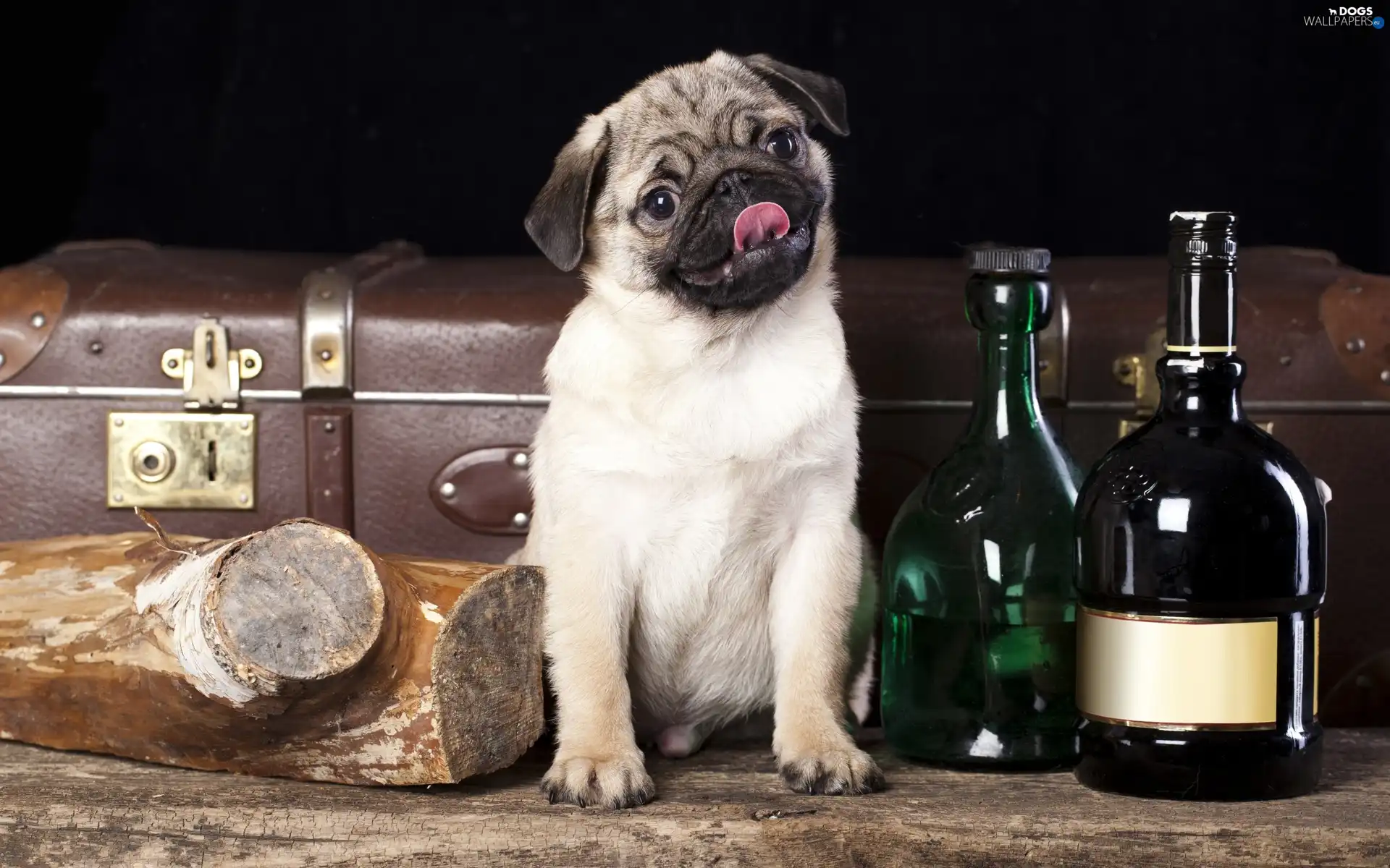 Puppy, Bottles, dog, pug