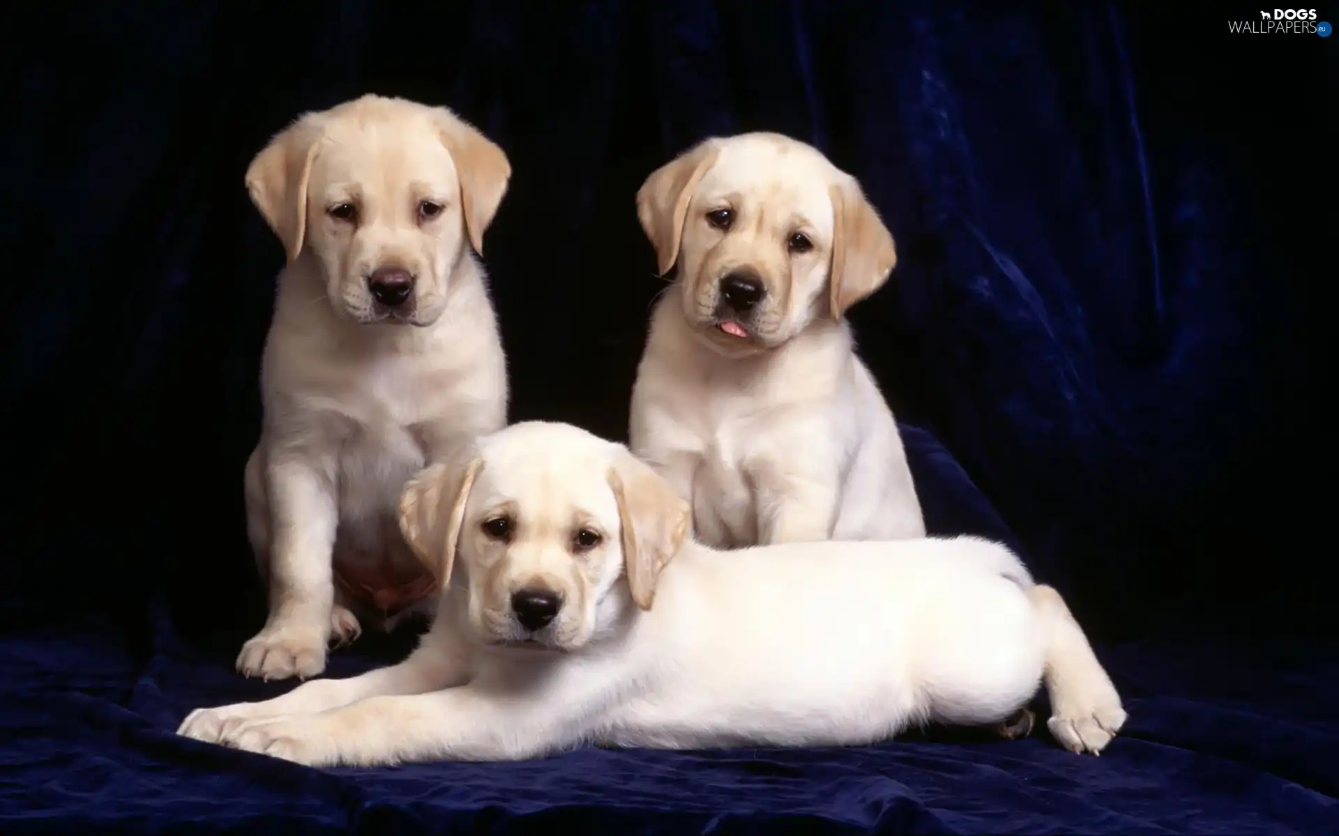 Labradors, retrievers, Three