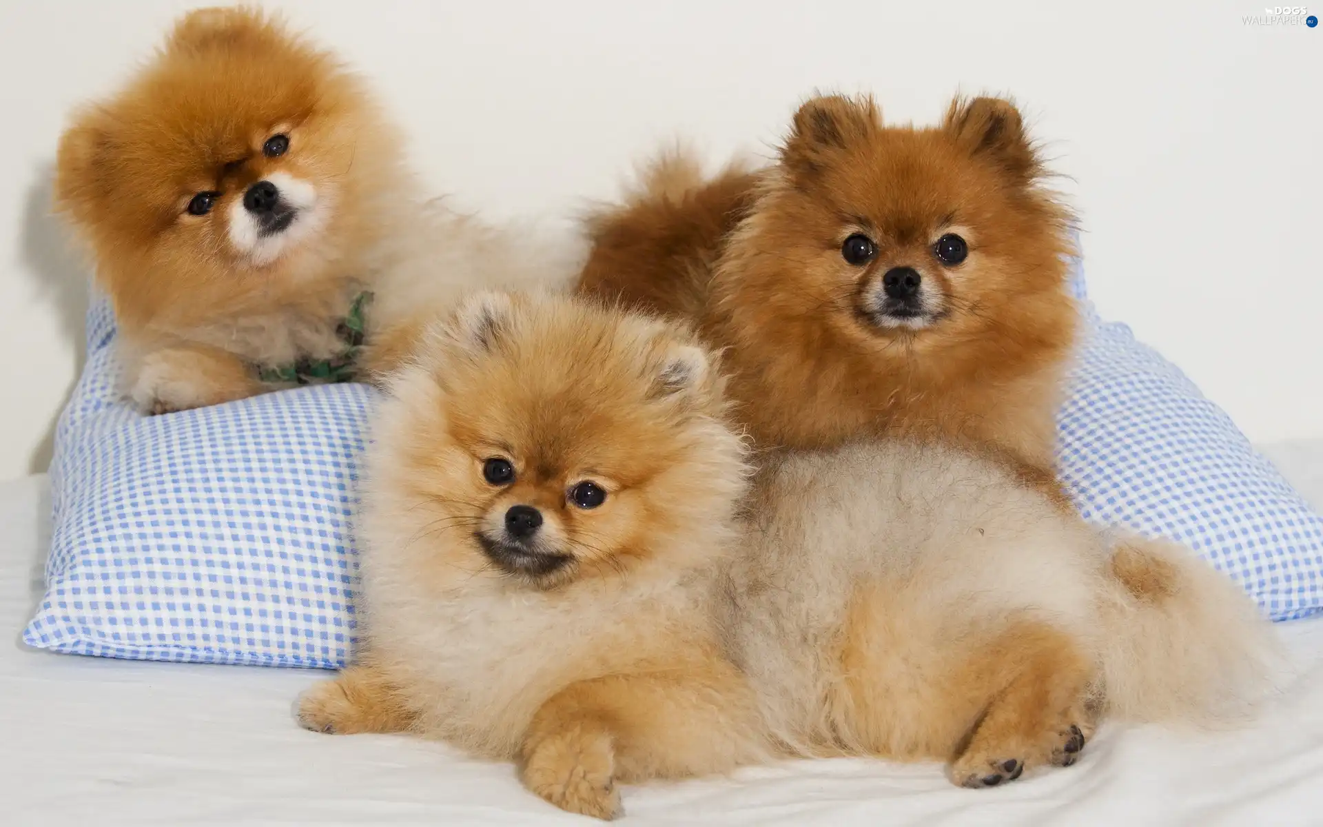 puppies, Spitz, Three - Dogs wallpapers: 2560x1600