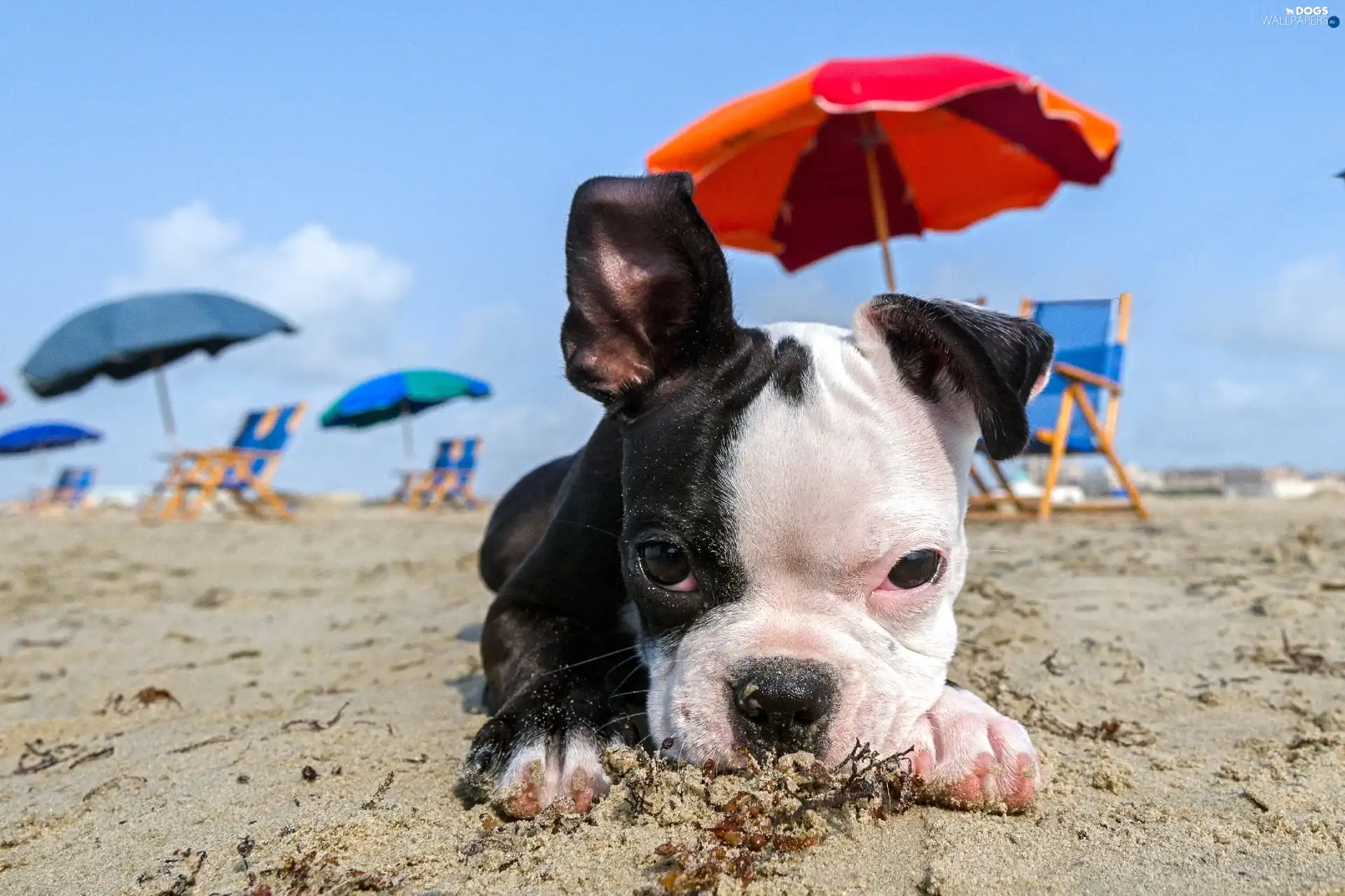 pug, Sunshade, puppie, Beaches