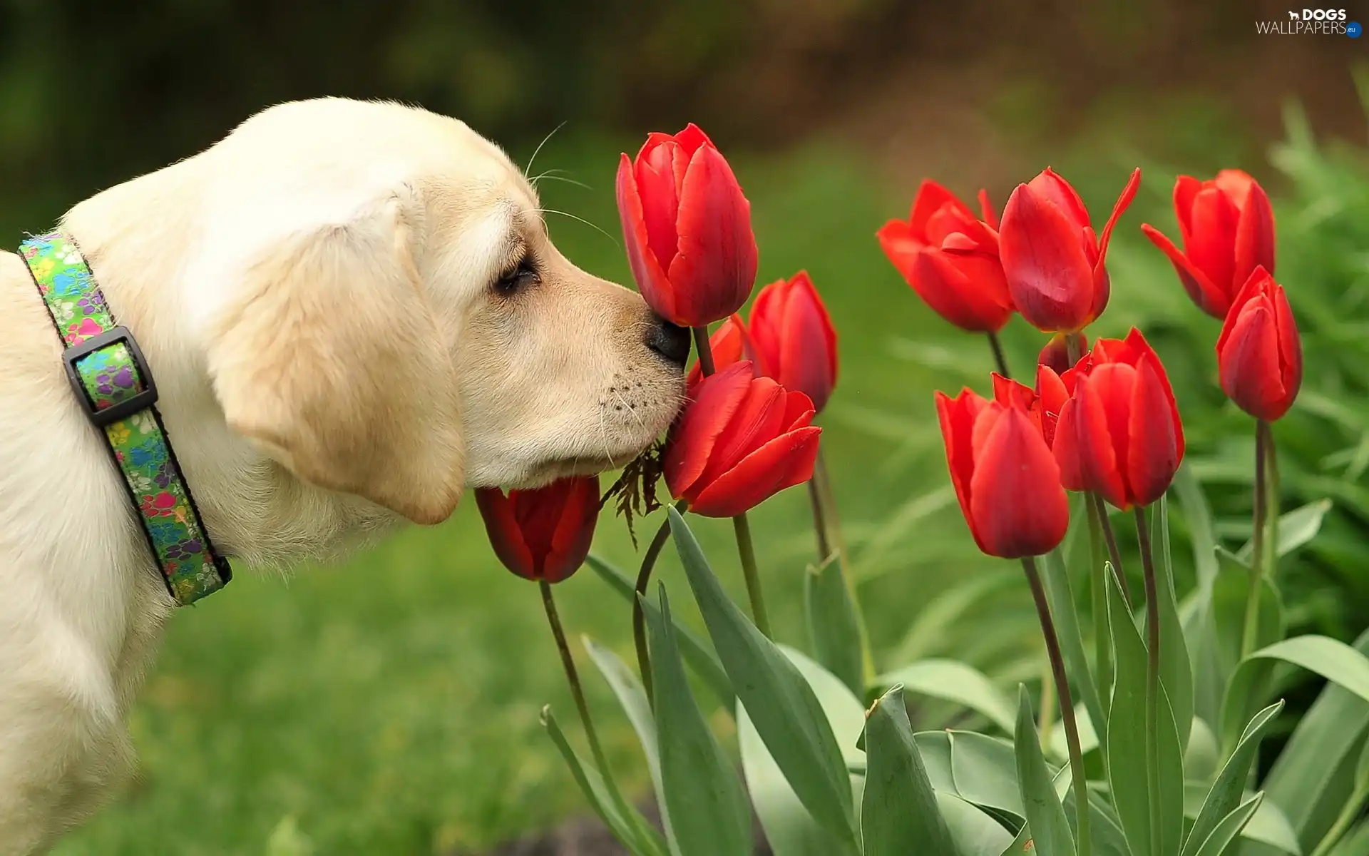 Red, Tulips, dog - Dogs wallpapers: 1920x1200