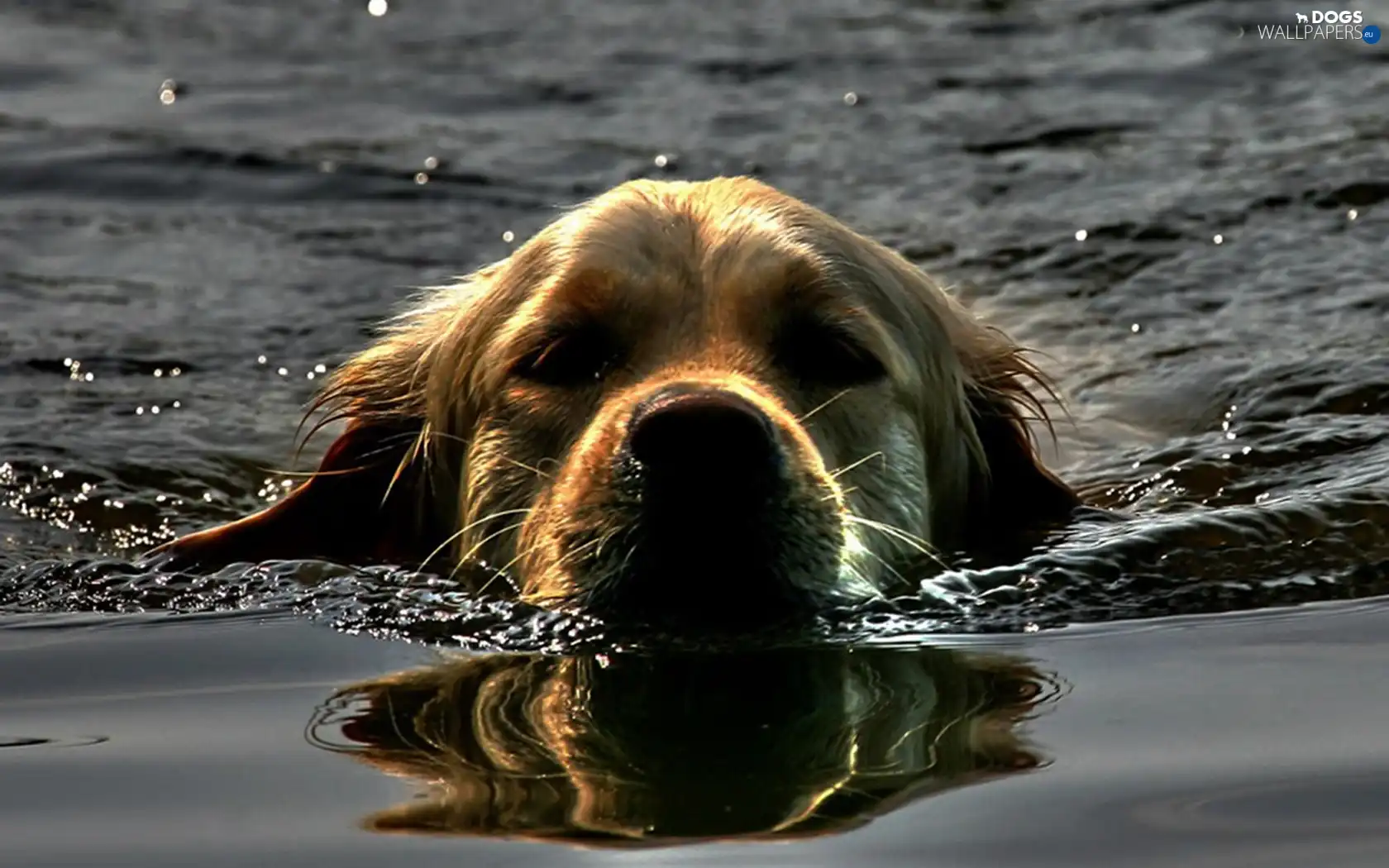 water, dog