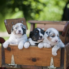 Three, Puppies, trolley