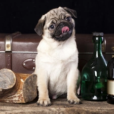 Puppy, Bottles, dog, pug